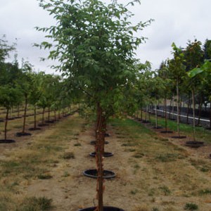 Acer Griseum 'Clump'