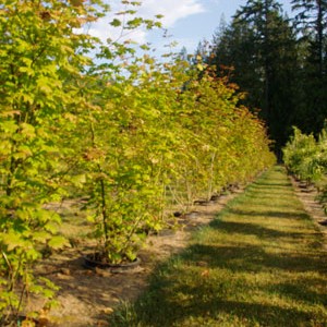 Acer Circinatum 'Vine Maple'